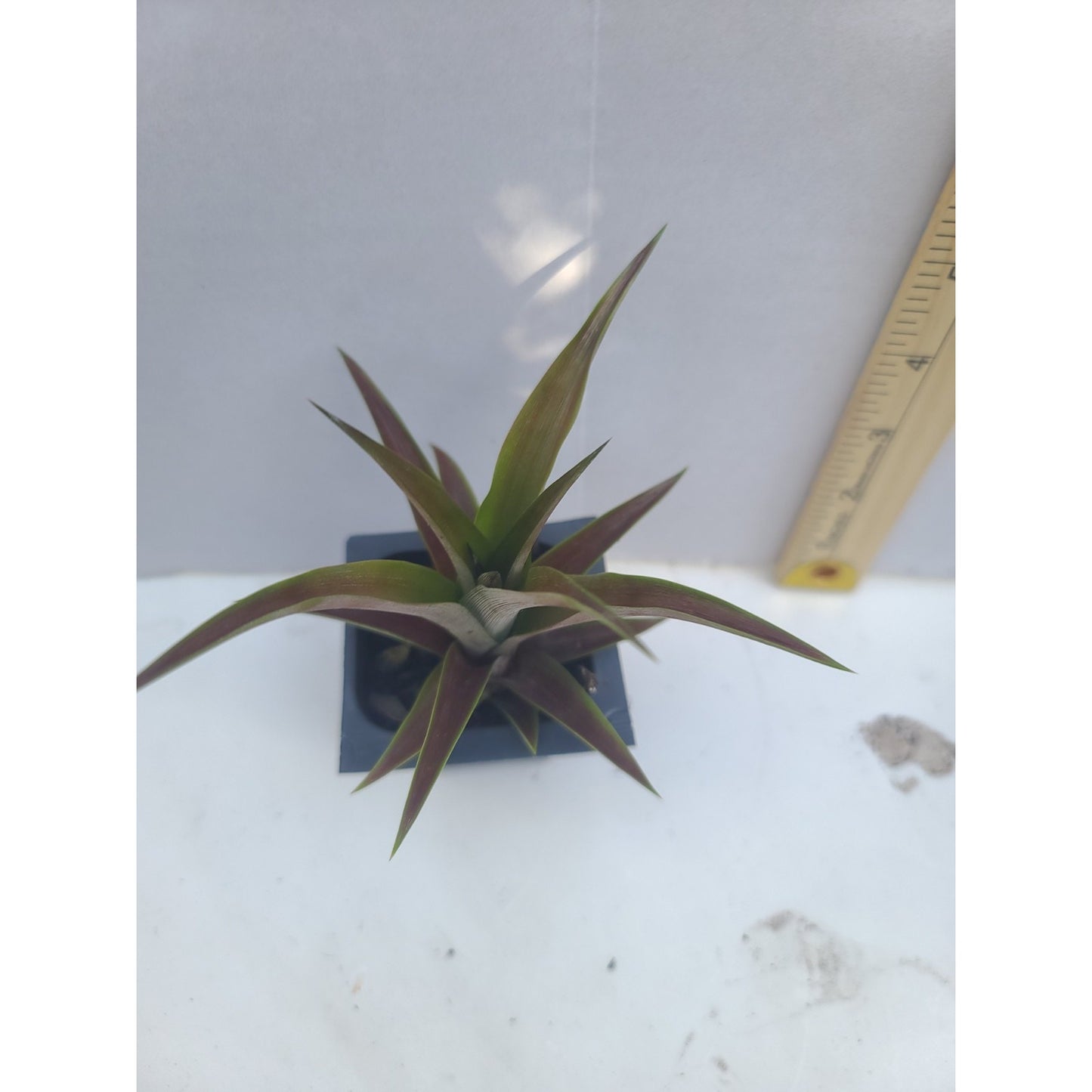 Ornamental Red Pineapple "Ananas bracteatus " Live Starter Plant 2" Pot