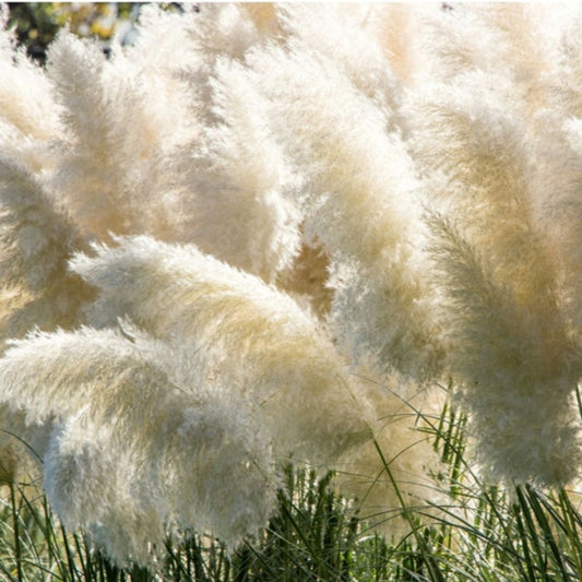 White Pampas Grass (Cortaderia selloana) Quart Pot Live Plant