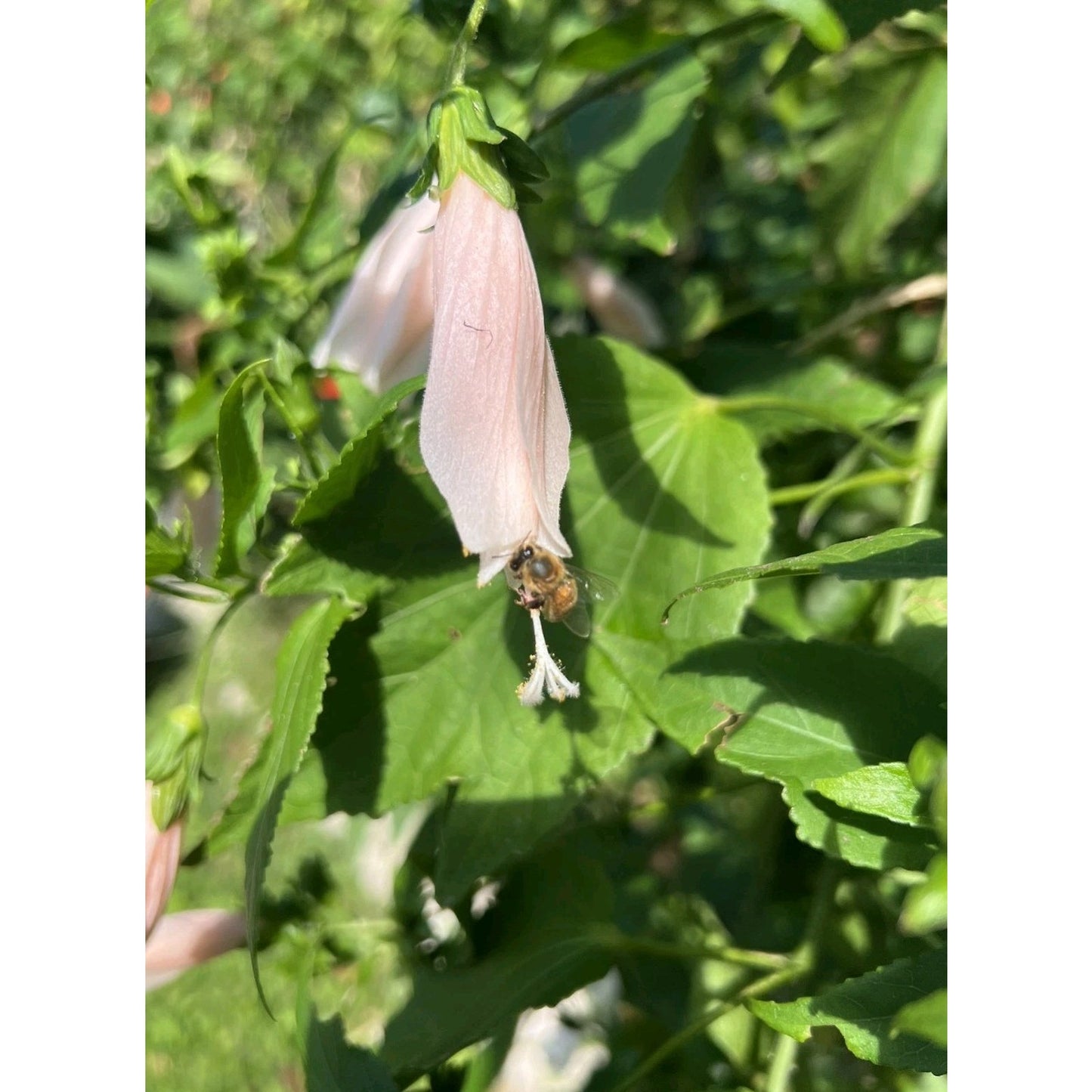 Light Pink Turks Cap "Malvaviscus penduliflorus" Live Plant 4" Pot