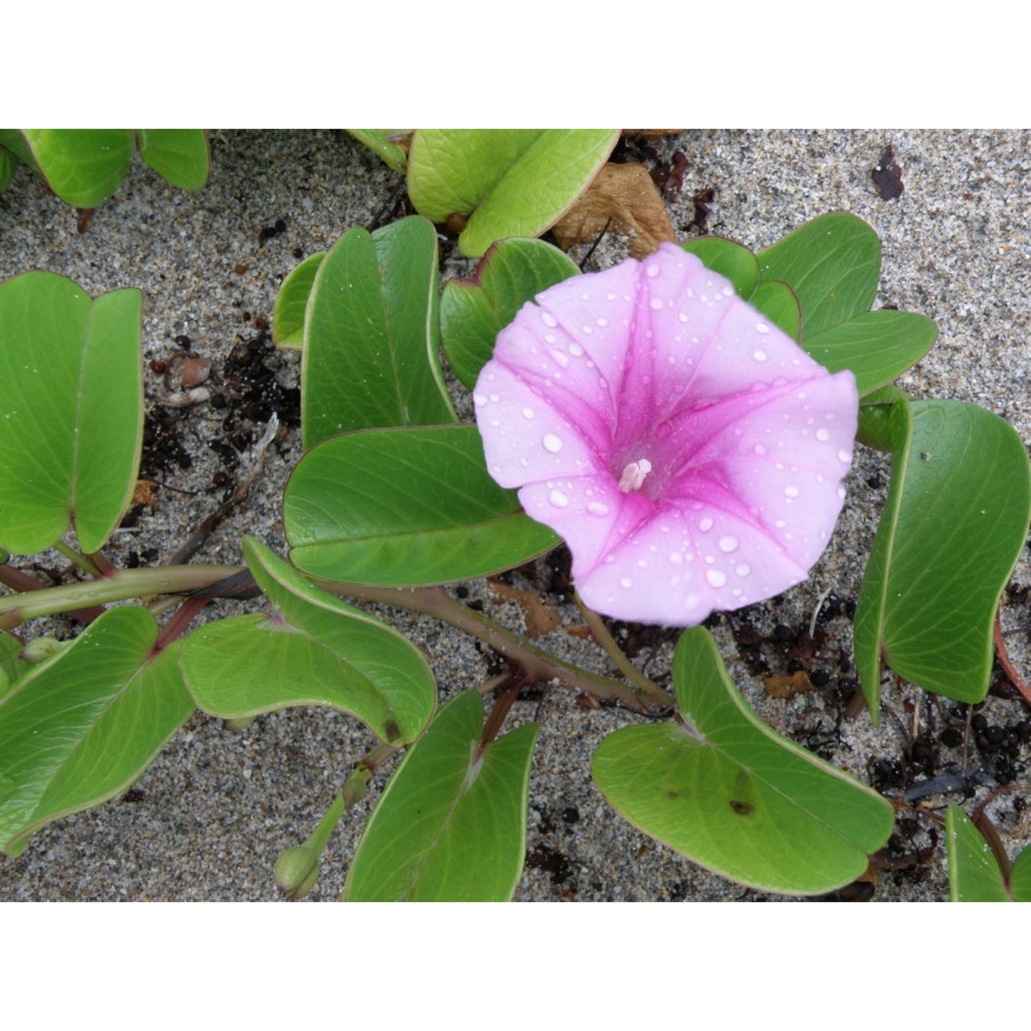 Railroad Vine/Beach Bean (Ipomoea pes-caprae) Live Plant Pint Pot