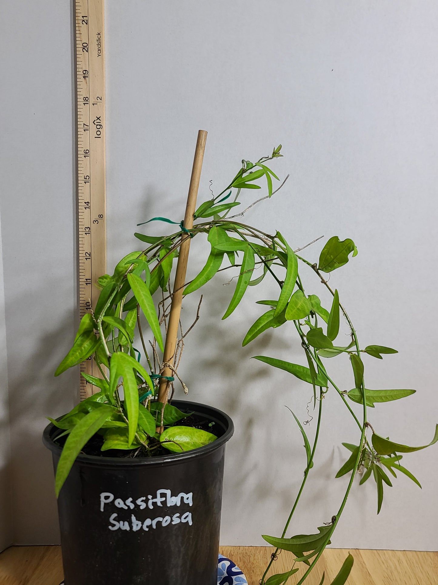 Corky Stem Passionflower Vine (Passiflora suberosa) Gallon Pot