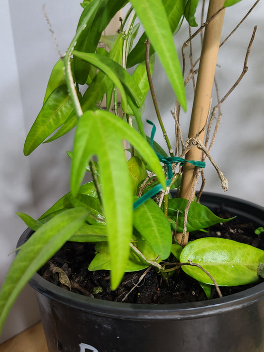 Corky Stem Passionflower Vine (Passiflora suberosa) Gallon Pot