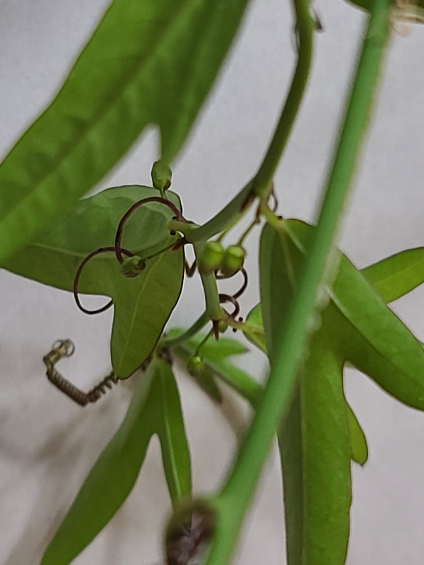 Corky Stem Passionflower Vine (Passiflora suberosa) Gallon Pot