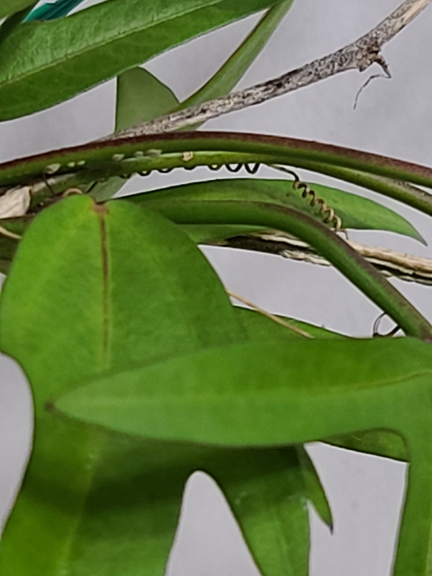 Corky Stem Passionflower Vine (Passiflora suberosa) Gallon Pot