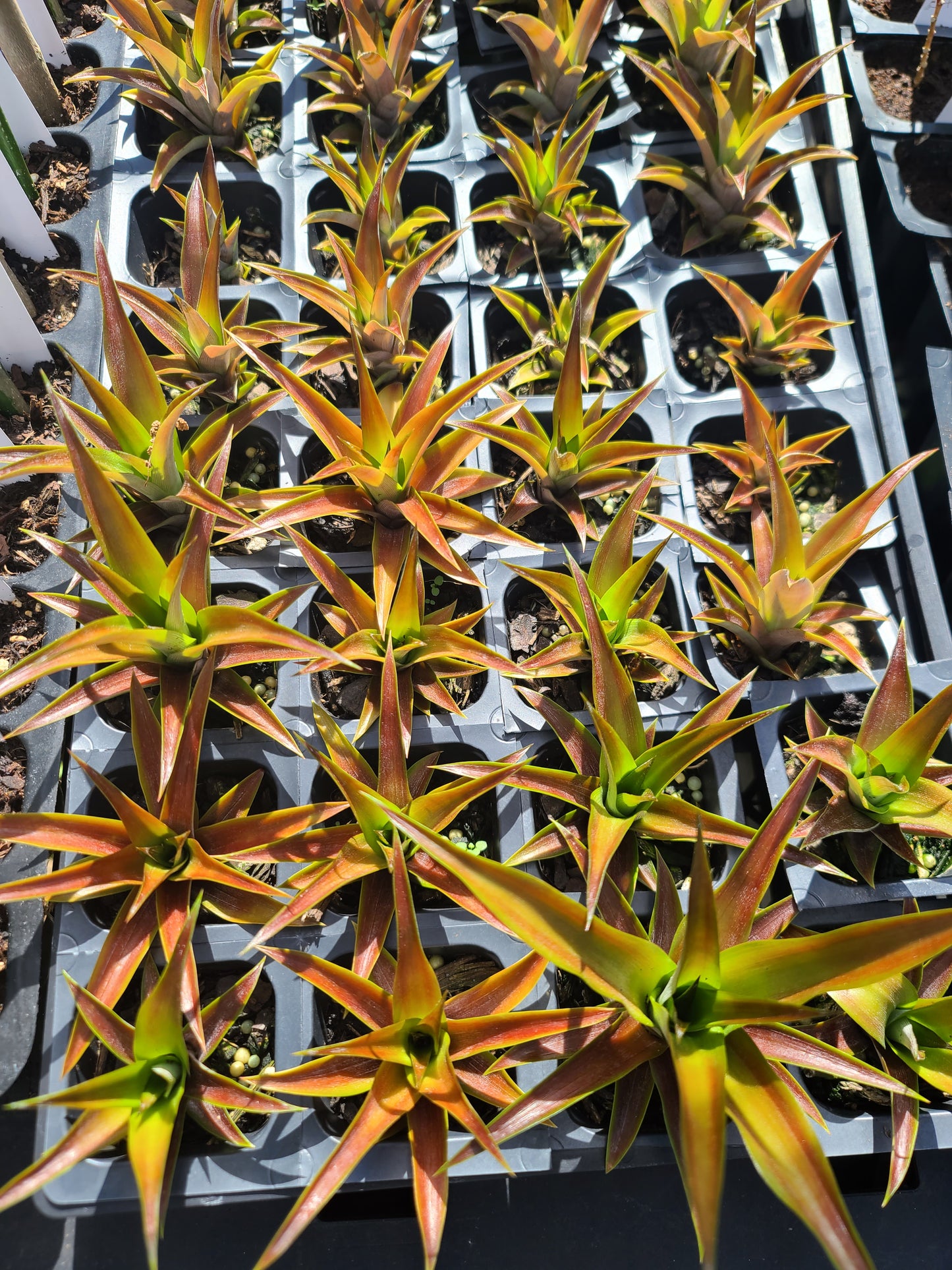 Ornamental Red Pineapple "Ananas bracteatus " Live Starter Plant 2" Pot