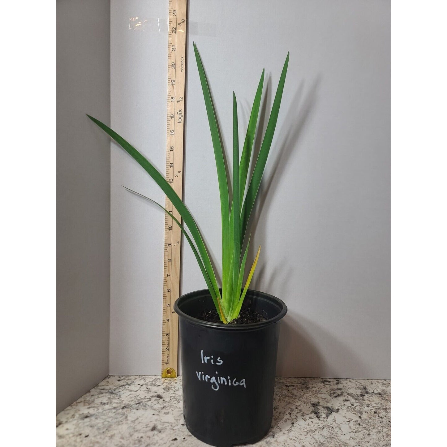 Blue Flag Iris "Iris Virginica" Live Plant Gallon Pot