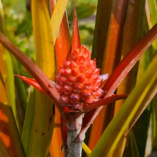 Ornamental Red Pineapple "Ananas bracteatus " Live Plant 4" Pot