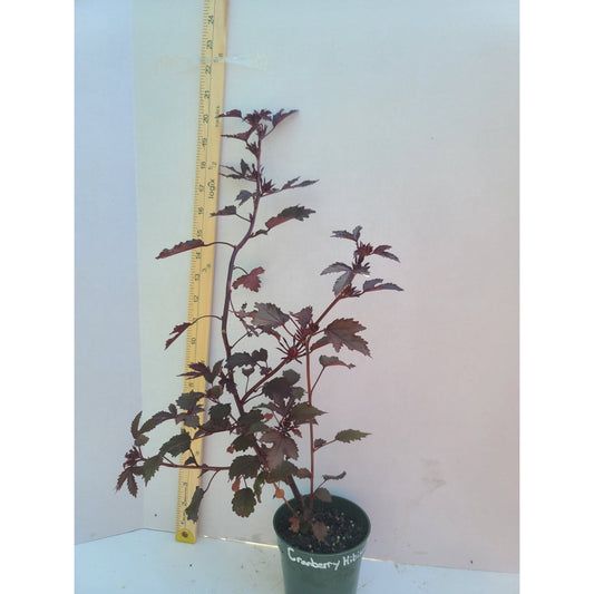 Cranberry Hibiscus "Hibiscus acetosella" 1 live rooted cutting in 4" pot