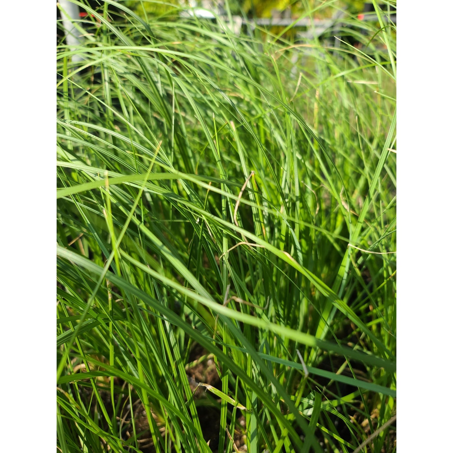 White Pampas Grass (Cortaderia selloana) Quart Pot Live Plant