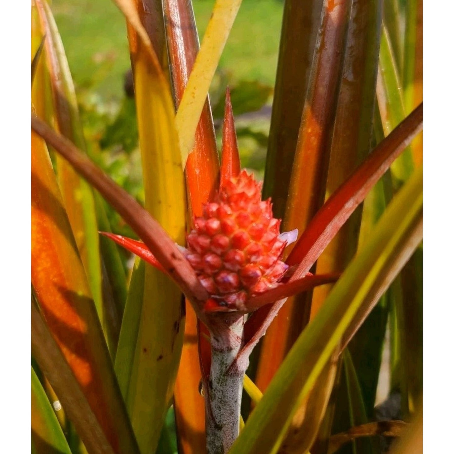 Ornamental Red Pineapple "Ananas bracteatus " Live Starter Plant 2" Pot