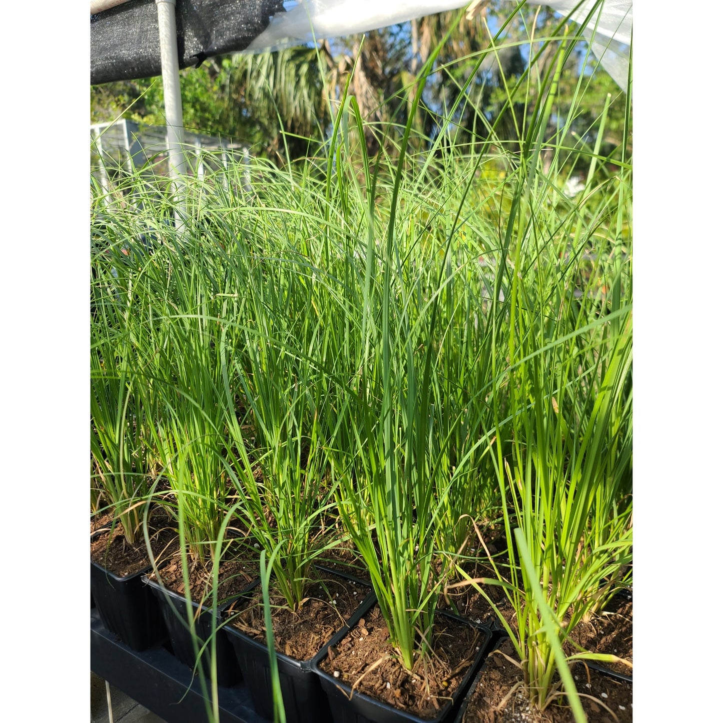 White Pampas Grass (Cortaderia selloana) Quart Pot Live Plant