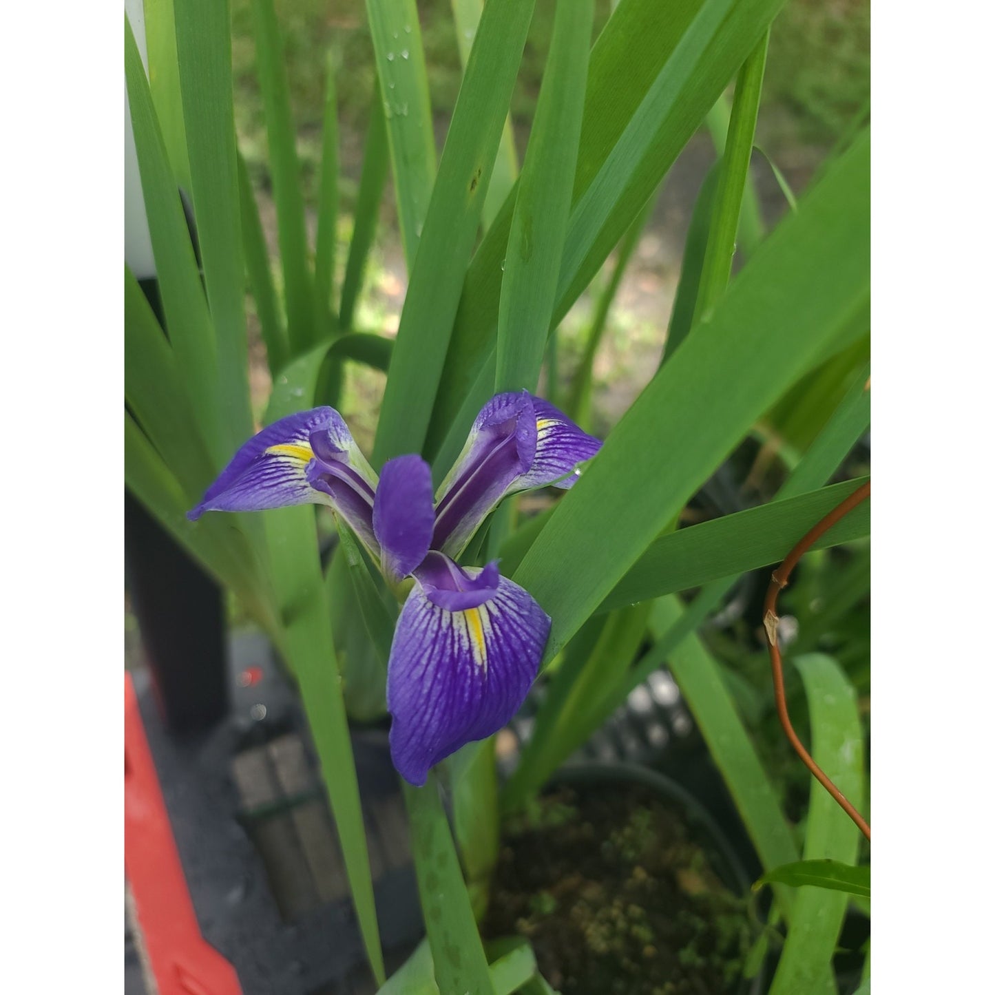 Blue Flag Iris "Iris Virginica" Live Plant Gallon Pot