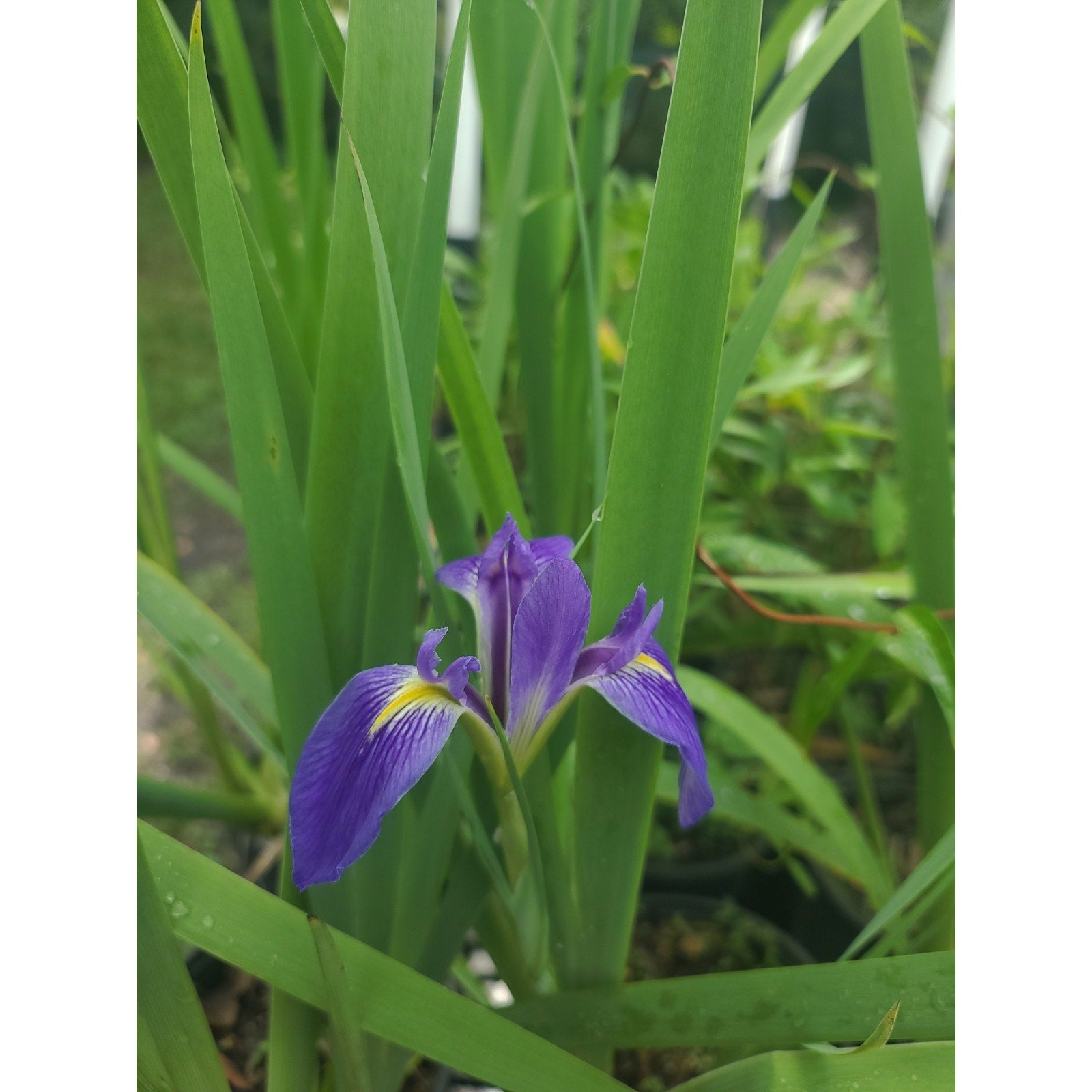 can iris be planted in pots Blue Flag Iris "Iris Virginica" Live Plant Gallon Pot