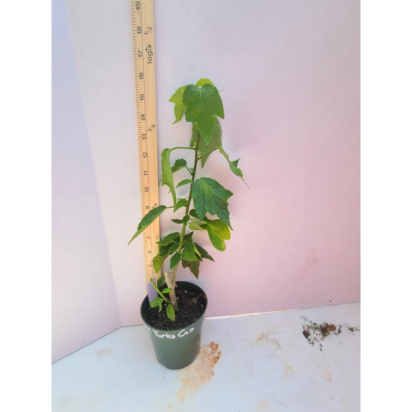 Light Pink Turks Cap "Malvaviscus penduliflorus" Live Plant 4" Pot