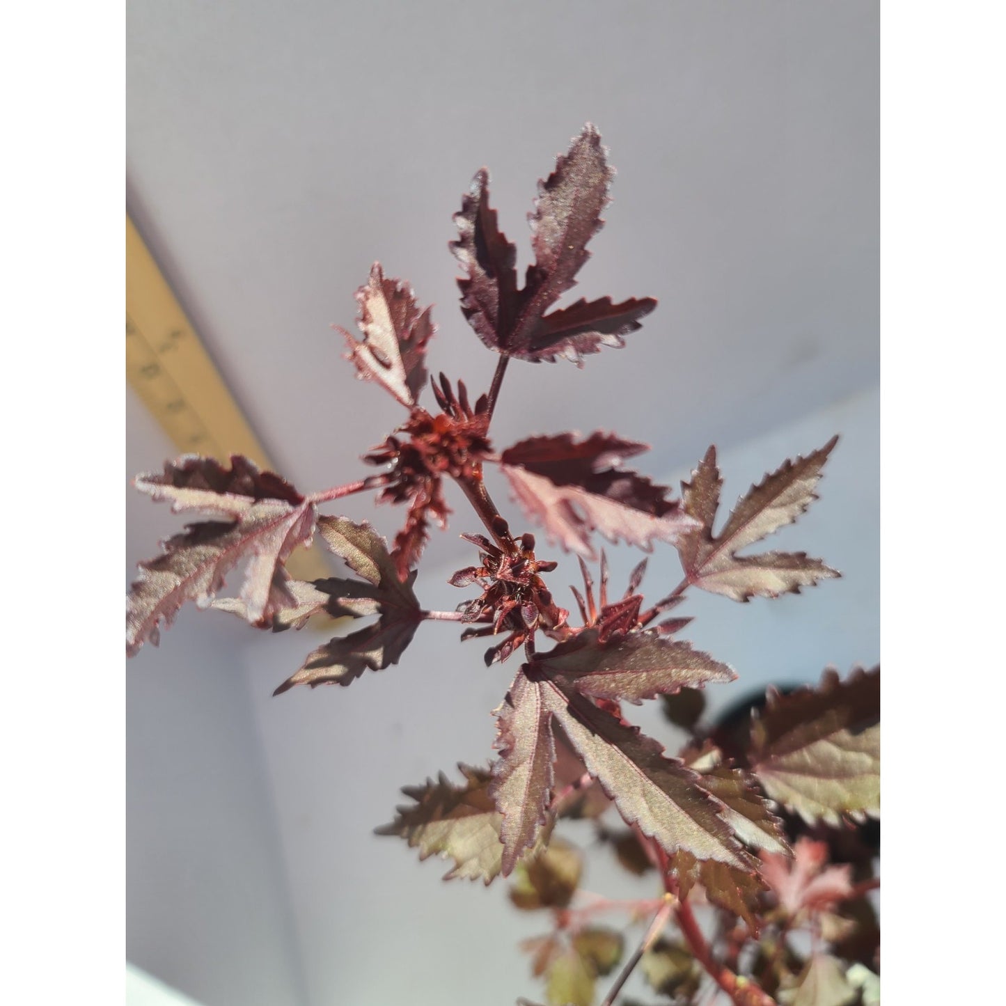 Cranberry Hibiscus "Hibiscus acetosella" 1 live rooted cutting in 4" pot