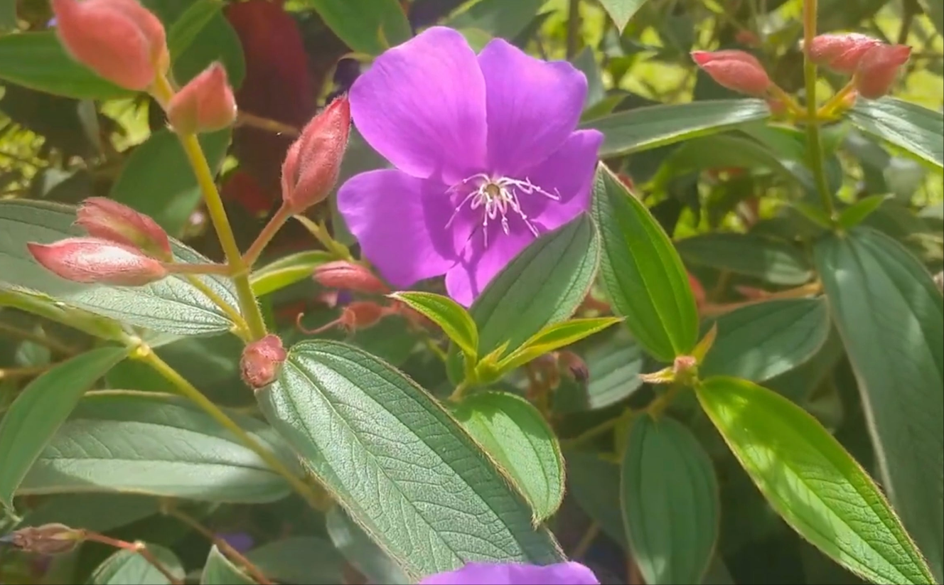 Princess Flower (Tibouchina urvilleana)Live Plant Pint Pot