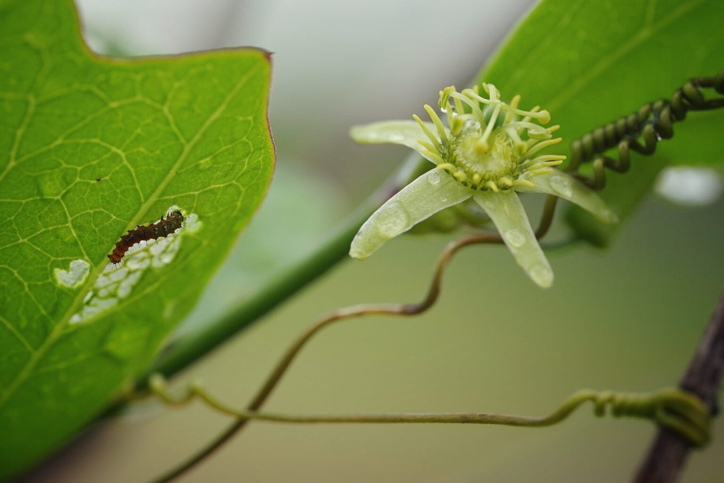 Corky Stem Passionflower Vine (Passiflora suberosa) Gallon Pot