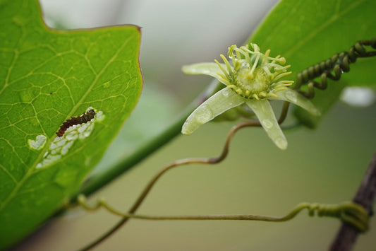 Corky Stem Passionflower Vine (Passiflora suberosa) Gallon Pot