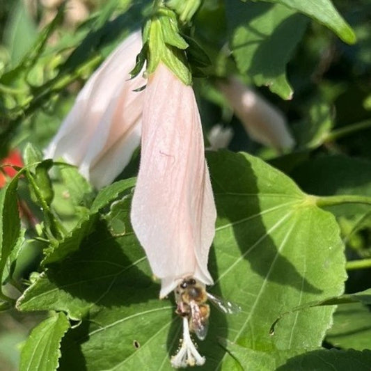 Light Pink Turks Cap "Malvaviscus penduliflorus" Live Plant 4" Pot