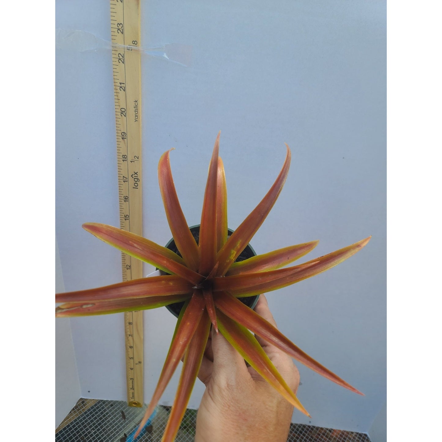 Ornamental Red Pineapple "Ananas bracteatus " Live Plant 4" Pot