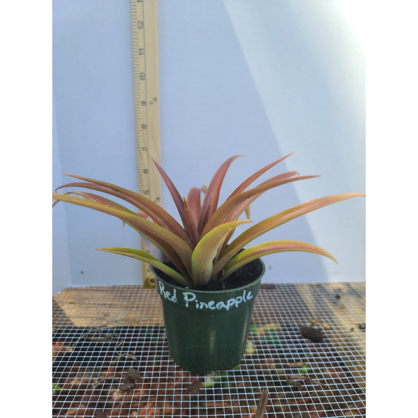 Ornamental Red Pineapple "Ananas bracteatus " Live Plant 4" Pot