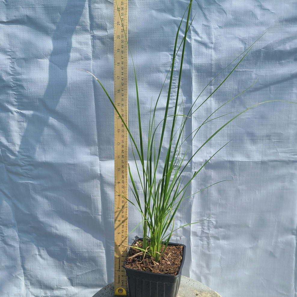 White Pampas Grass (Cortaderia selloana) Quart Pot Live Plant