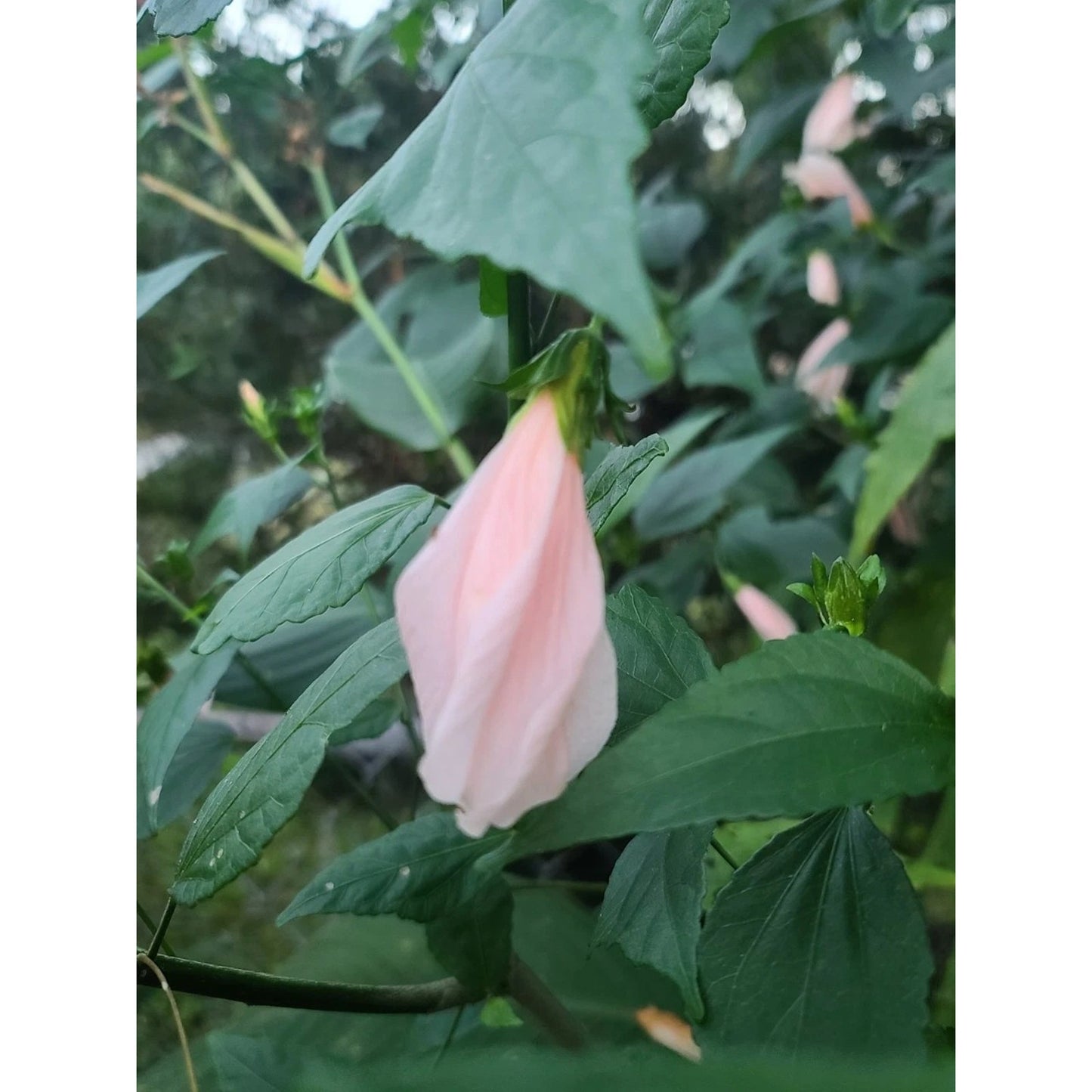 Light Pink Turks Cap "Malvaviscus penduliflorus" Live Plant 4" Pot