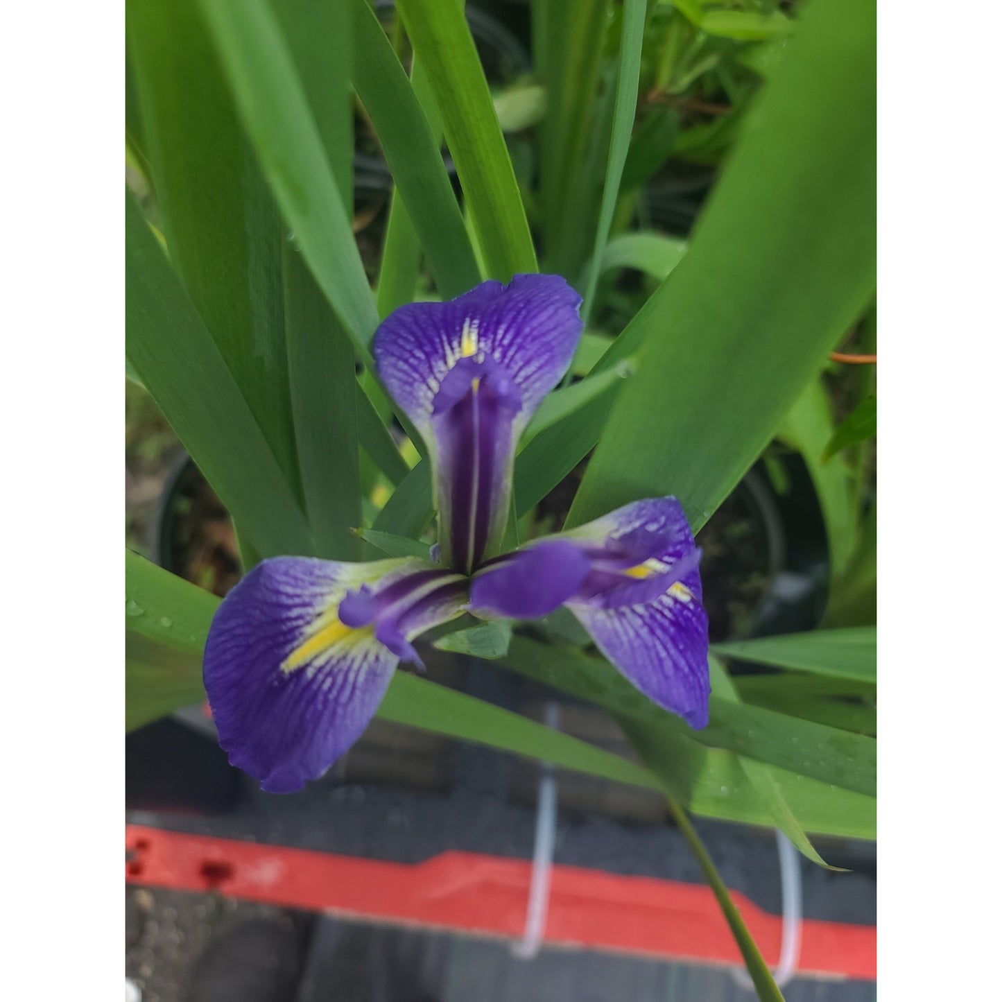 Blue Flag Iris "Iris Virginica" Live Plant Gallon Pot