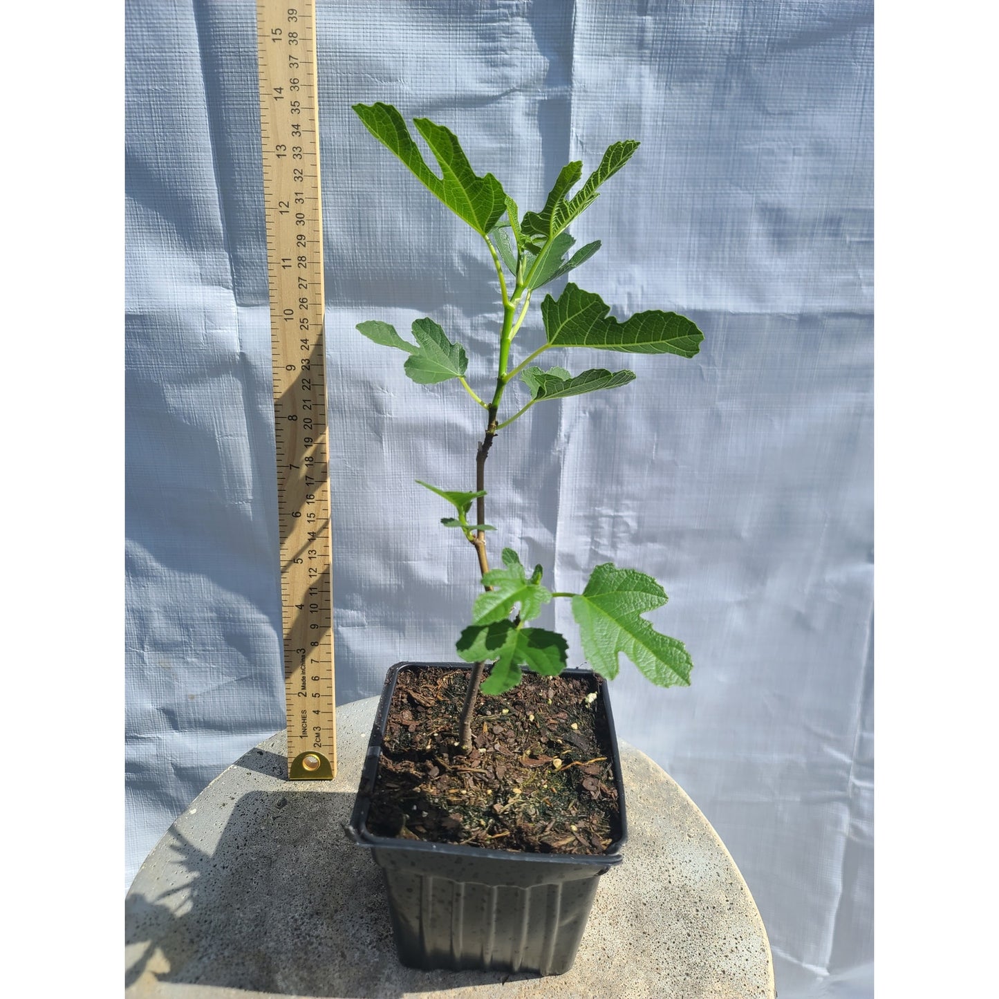 Olympian Fig Tree (Ficus carica 'Olympian') Live Plant Quart Pot