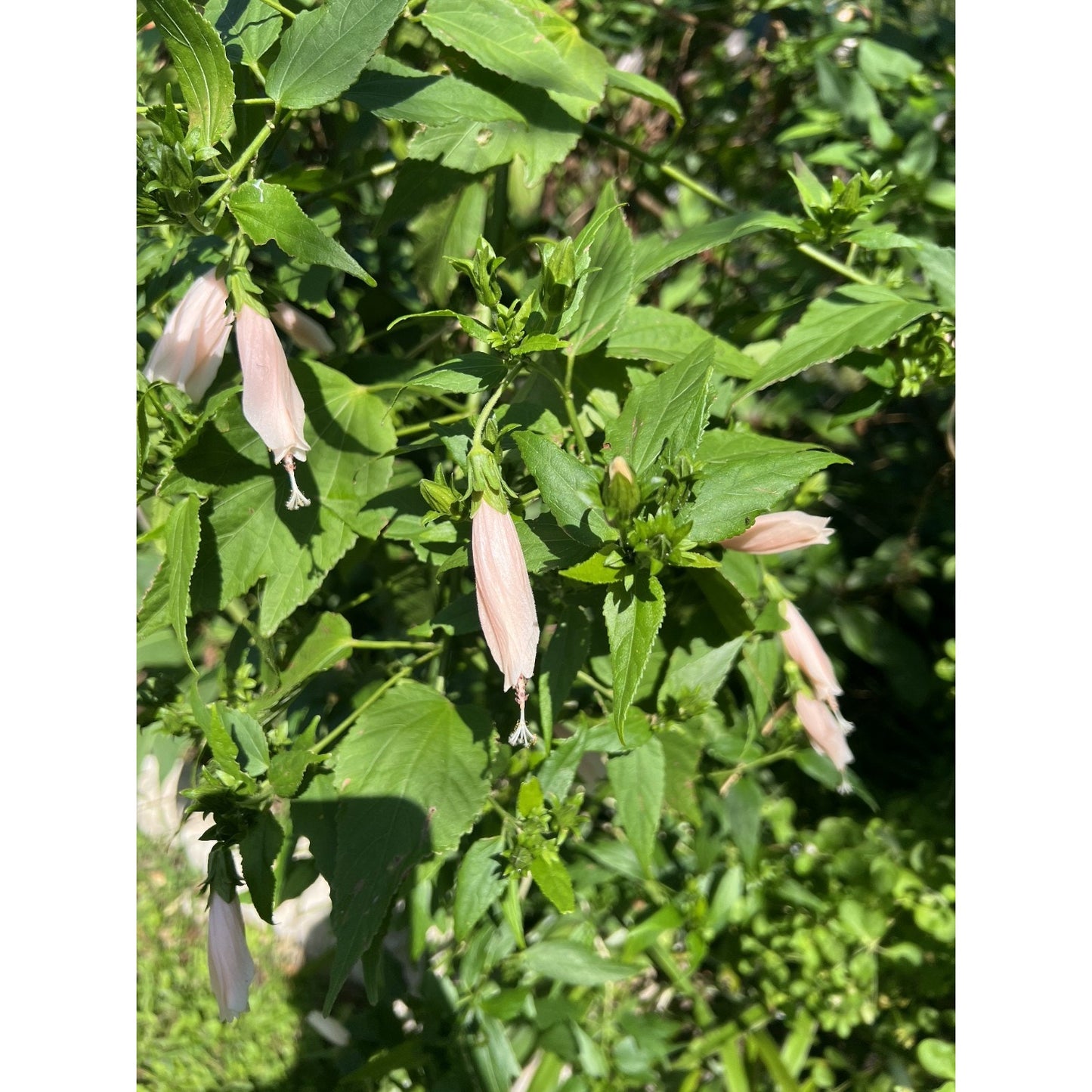 Light Pink Turks Cap "Malvaviscus penduliflorus" Live Plant 4" Pot