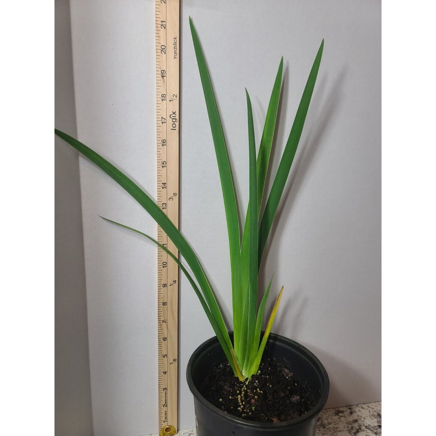 Blue Flag Iris "Iris Virginica" Live Plant Gallon Pot