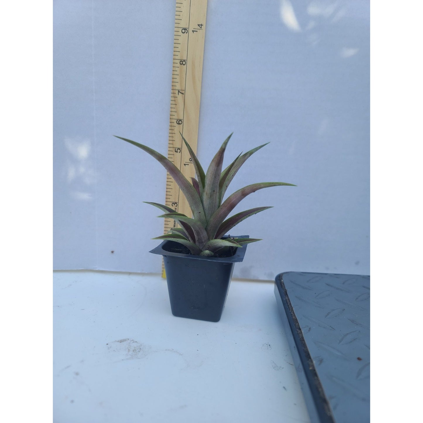 Ornamental Red Pineapple "Ananas bracteatus " Live Starter Plant 2" Pot