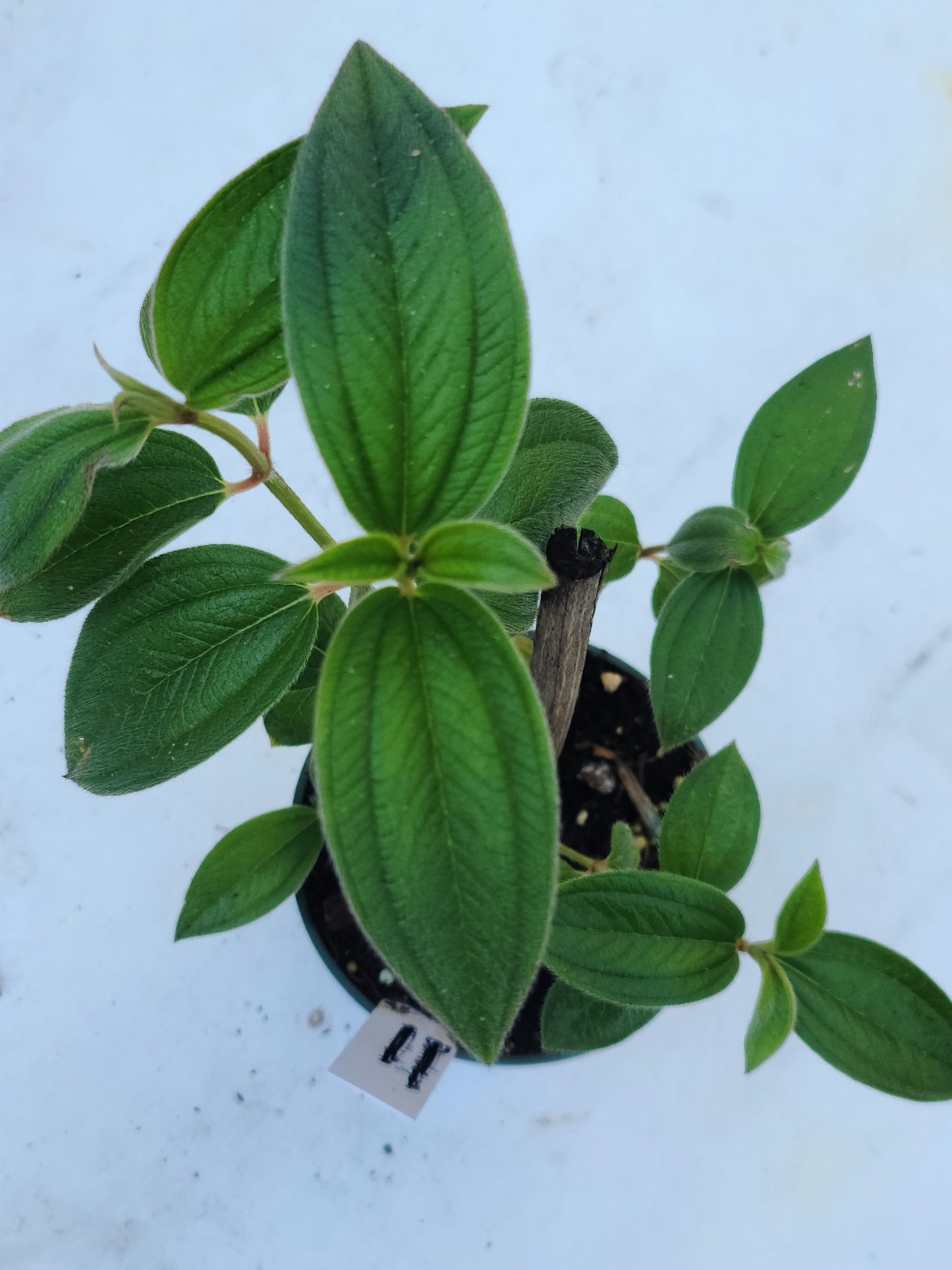 Princess Flower (Tibouchina urvilleana)Live Plant Pint Pot