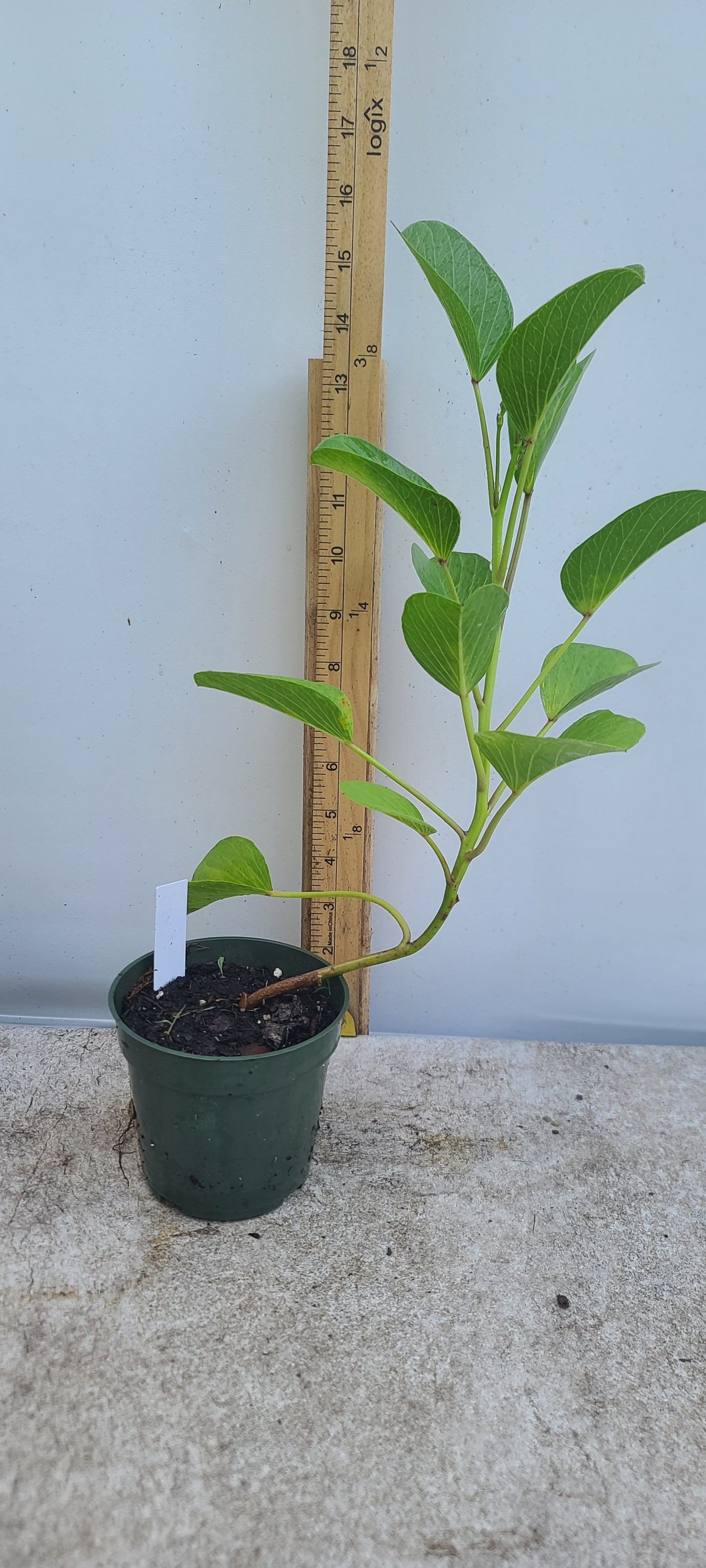 Railroad Vine/Beach Bean (Ipomoea pes-caprae) Live Plant Pint Pot