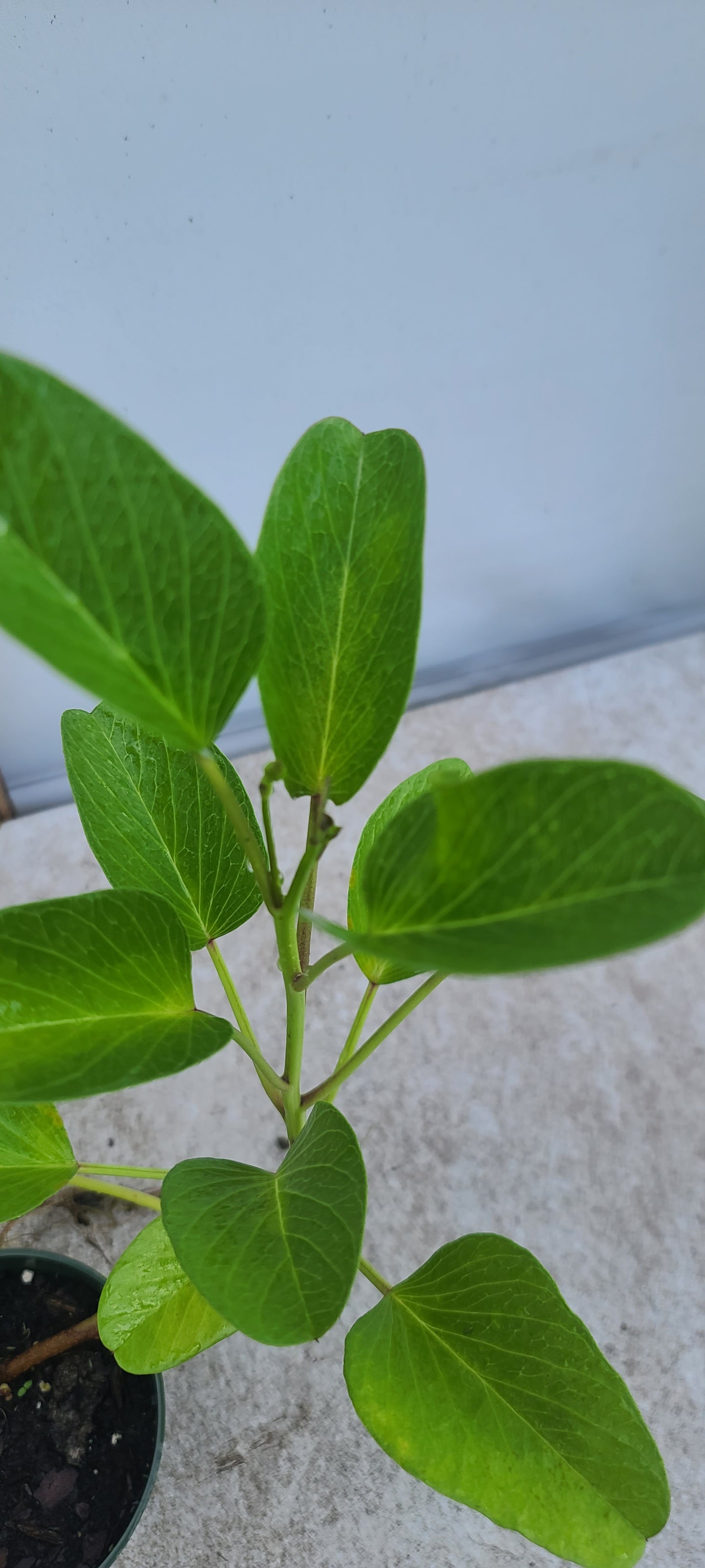 Railroad Vine/Beach Bean (Ipomoea pes-caprae) Live Plant Pint Pot