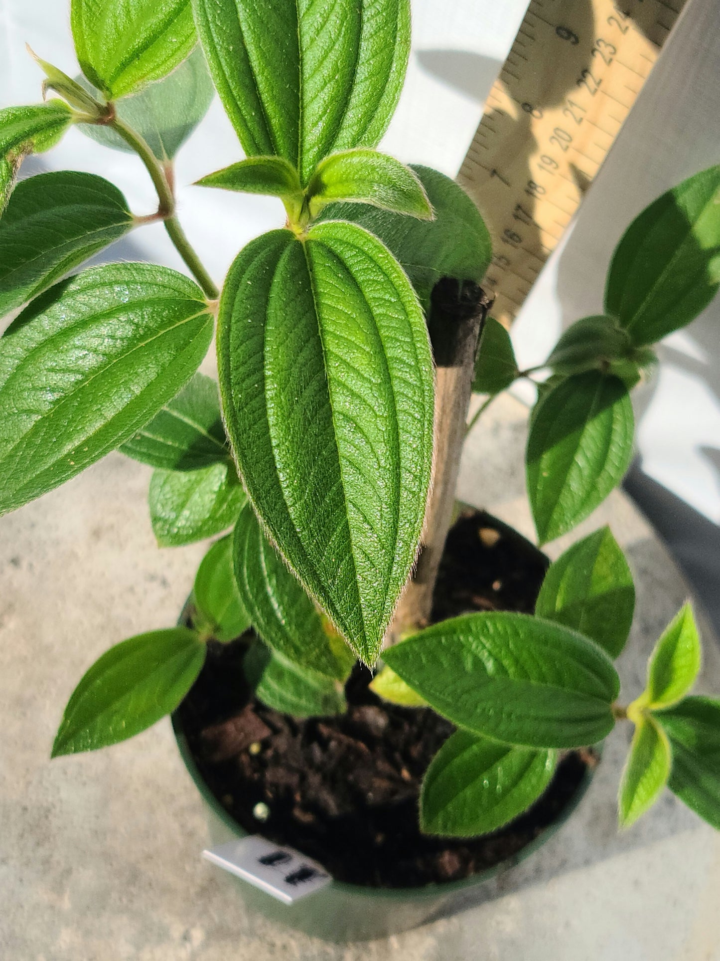 Princess Flower (Tibouchina urvilleana)Live Plant Pint Pot