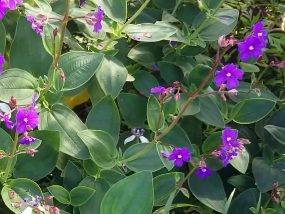 Princess Flower (Tibouchina urvilleana)Live Plant Pint Pot