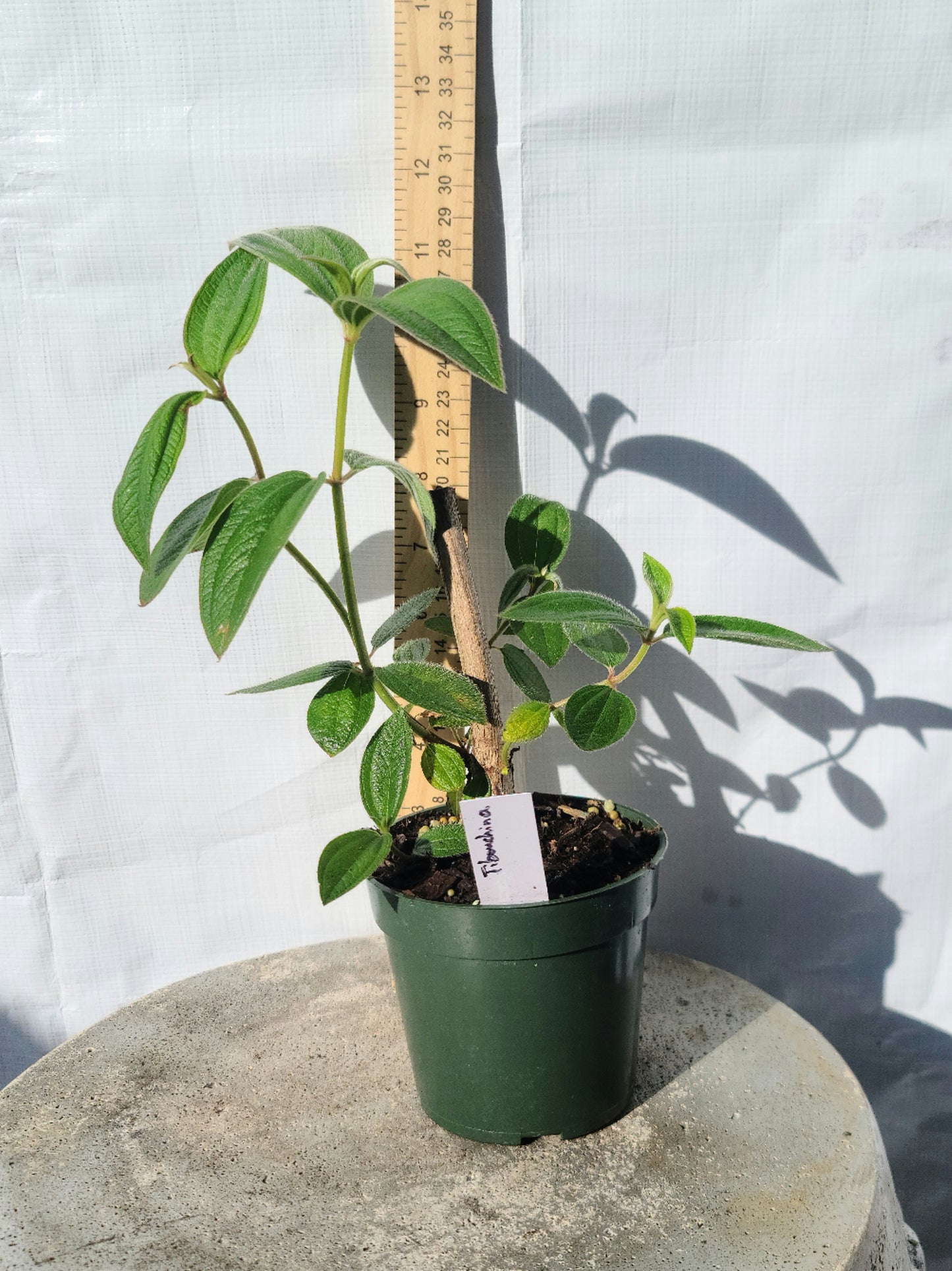 Princess Flower (Tibouchina urvilleana)Live Plant Pint Pot