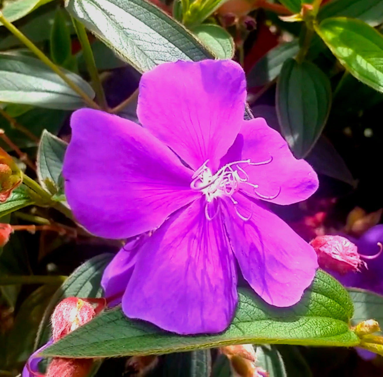 Princess Flower (Tibouchina urvilleana)Live Plant Pint Pot