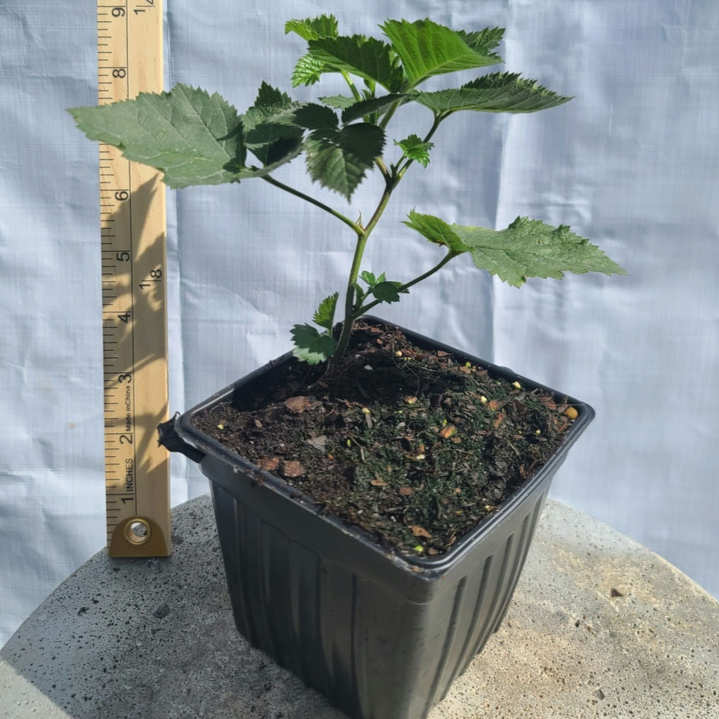 Apache Thornless Blackberry (Rubus fruticosus 'Apache') 4" Live potted plant