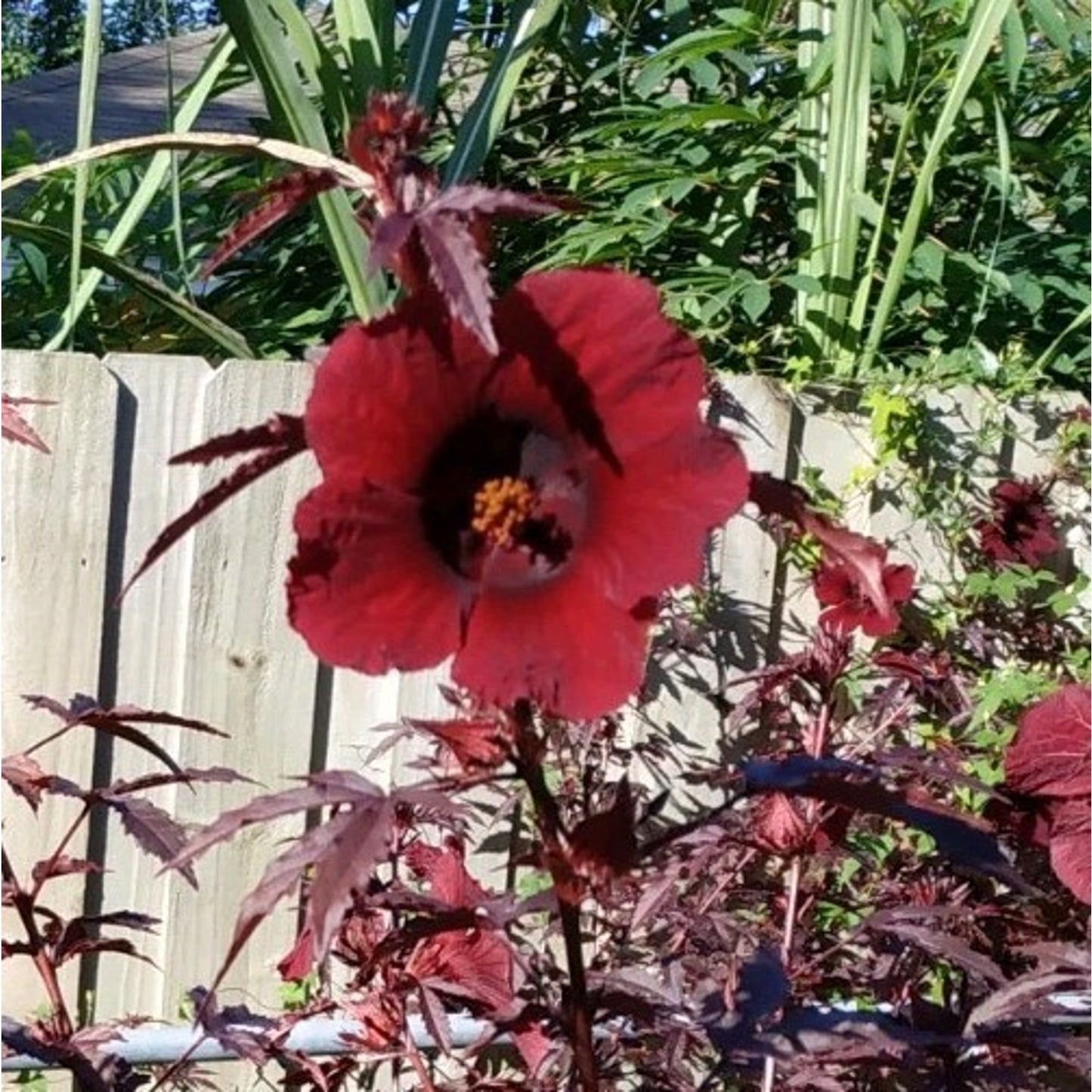 Cranberry Hibiscus "Hibiscus acetosella" 1 live rooted cutting in 4" pot