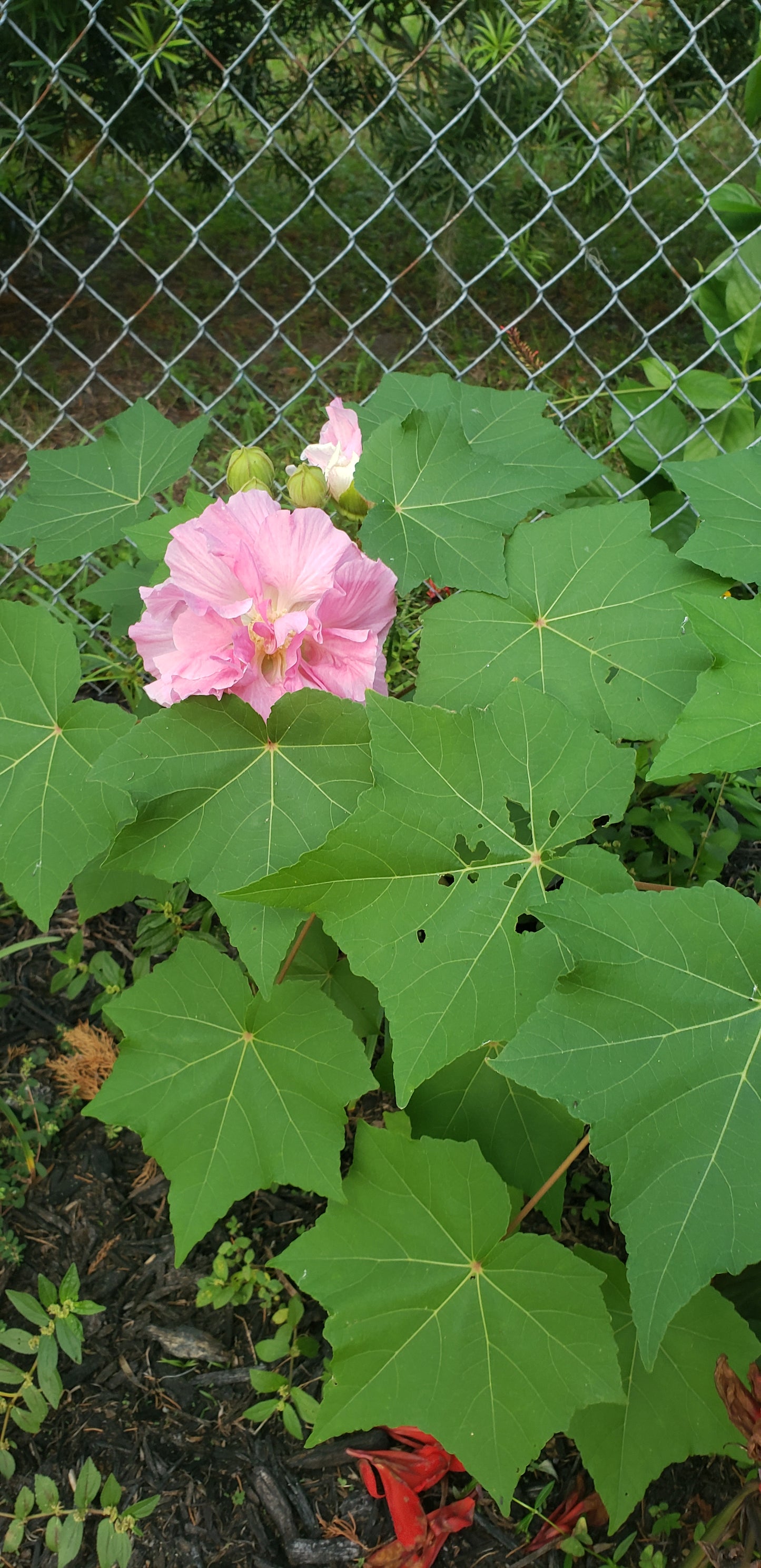 Tropical Hydrangea (Dombeya wallichii) Live Rooted Cutting Pint Pot