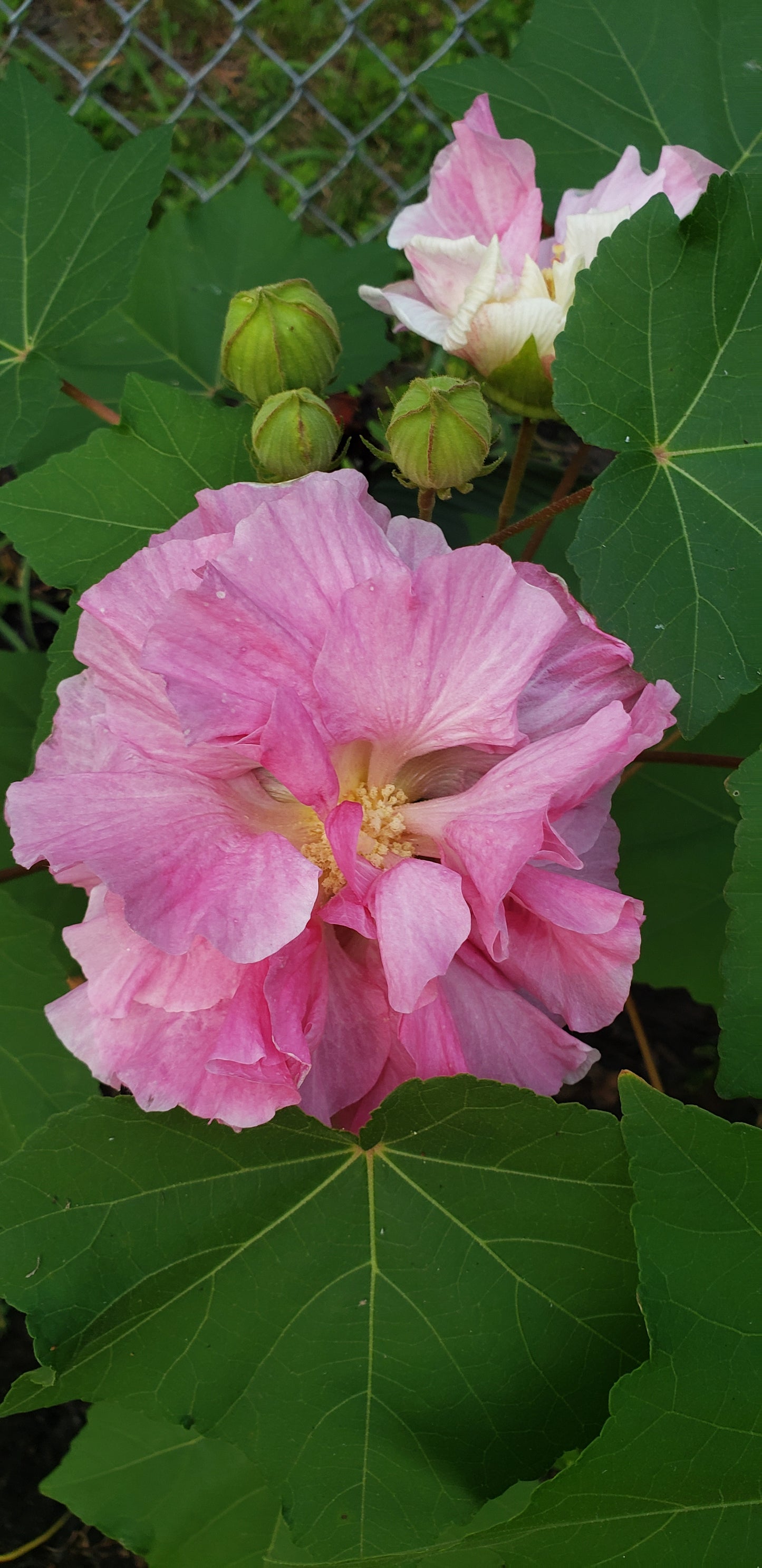 Tropical Hydrangea (Dombeya wallichii) Live Rooted Cutting Pint Pot