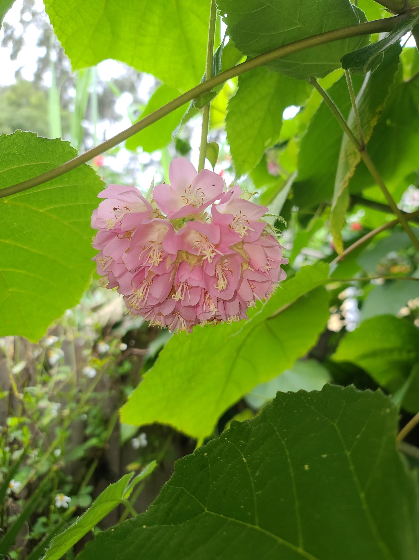 Tropical Hydrangea (Dombeya wallichii) Live Rooted Cutting Pint Pot