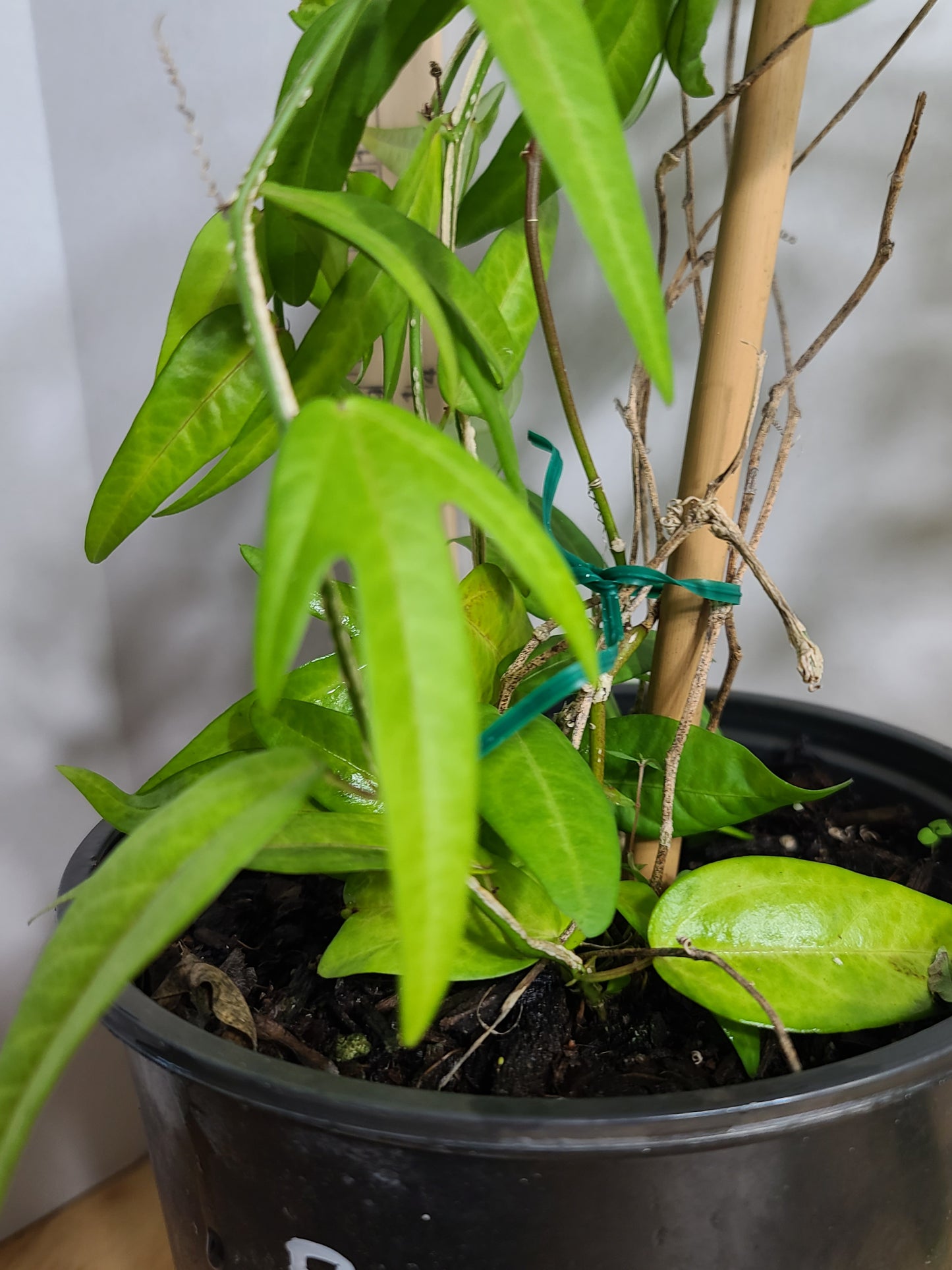 Corky Stem Passionflower Vine (Passiflora suberosa) Gallon Pot
