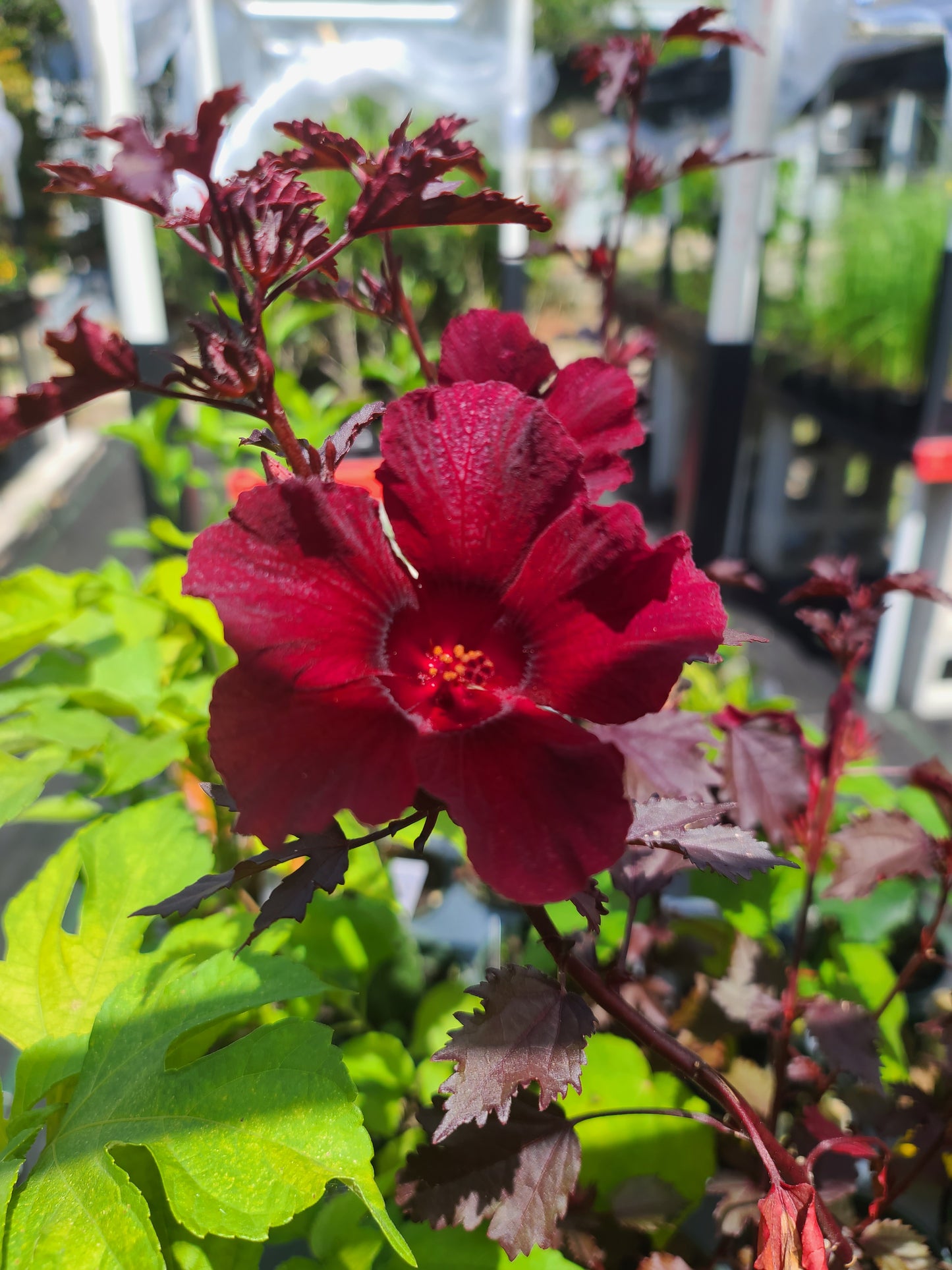 Cranberry Hibiscus "Hibiscus acetosella" 1 live rooted cutting in 4" pot