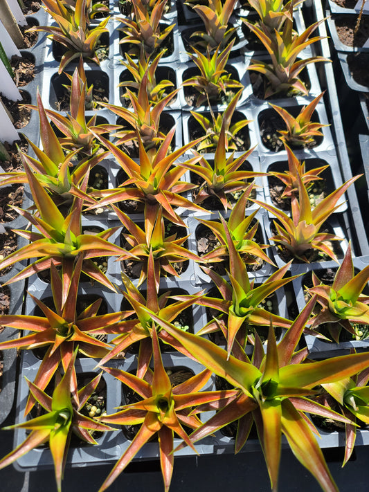 Ornamental Red Pineapple "Ananas bracteatus " Live Starter Plant 2" Pot