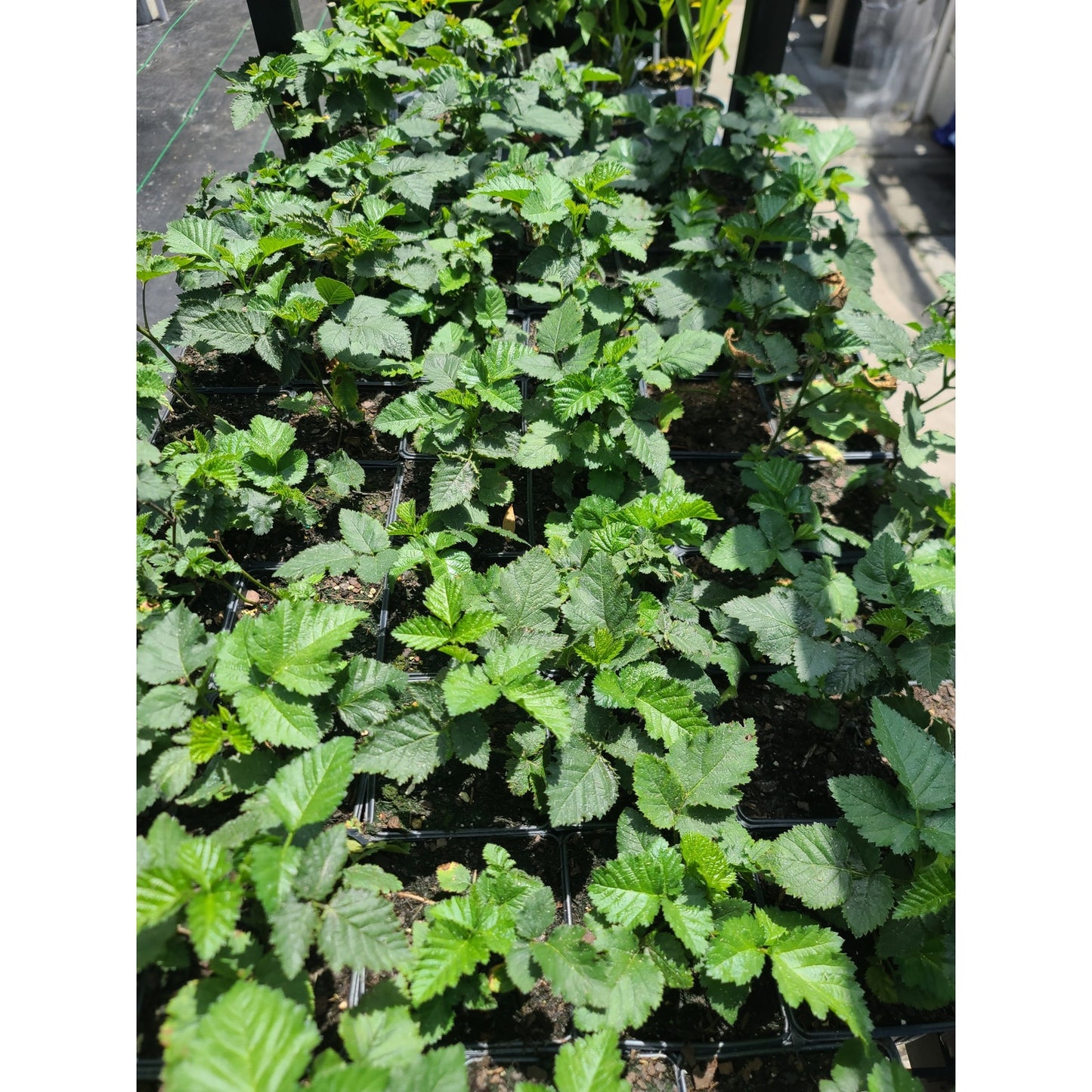 Apache Thornless Blackberry (Rubus fruticosus 'Apache') 4" Live potted plant
