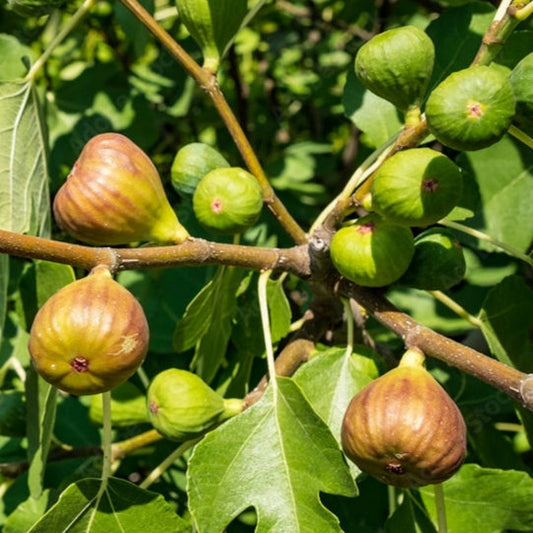 Olympian Fig Tree (Ficus carica 'Olympian') Live 4" potted plant