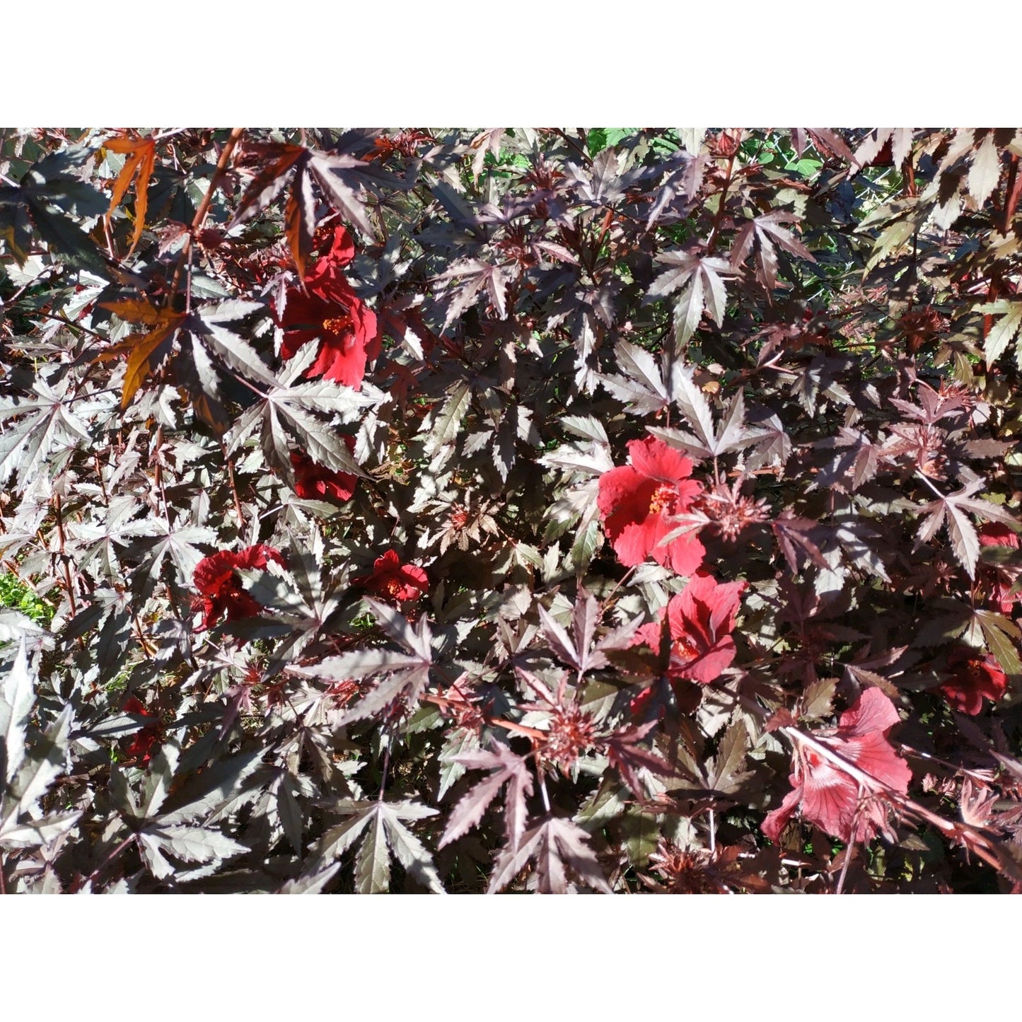 Cranberry Hibiscus "Hibiscus acetosella" 1 live rooted cutting in 4" pot